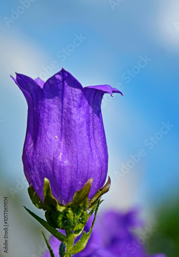 Obraz na płótnie Dzwonek ogrodowy fioletowy dzwonek, Campanula medium, Blooming purple flower of Canterbury bells. w salonie