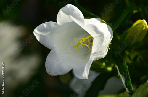 Obraz na płótnie Dzwonek ogrodowy biały dzwonek, Campanula medium, Blooming white flower of Canterbury bells. w salonie