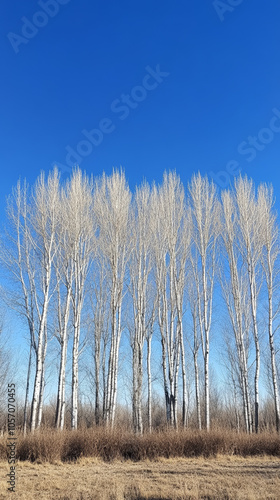 Wallpaper Mural birch trees in autumn Torontodigital.ca