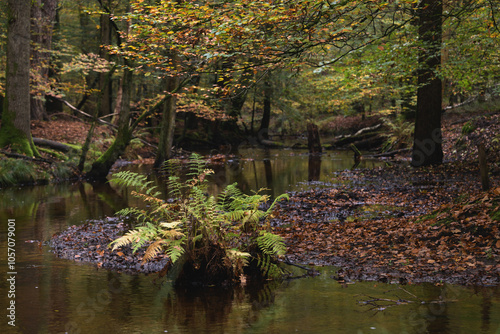 autumn in the forest with a little river and a fern and coloured leaves