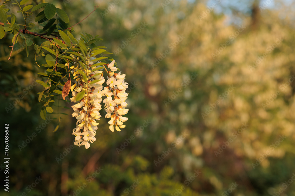 vista macro dei fiori bianchi e gialli di un albero di acacia, vegetazione sfuocata sullo sfondo vista macro dei fiori bianchi e gialli di un albero di acacia, vegetazione sfuocata sullo sfondo