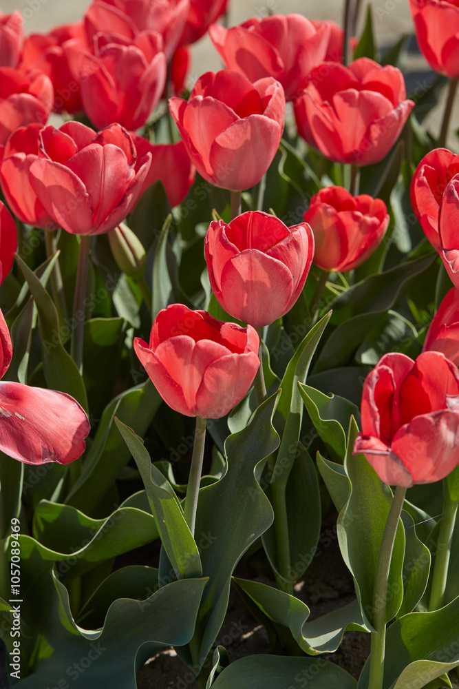 Obraz premium Tulip Van Eijk flowers in spring sunlight
