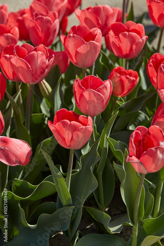 Tulip Van Eijk flowers in spring sunlight photo