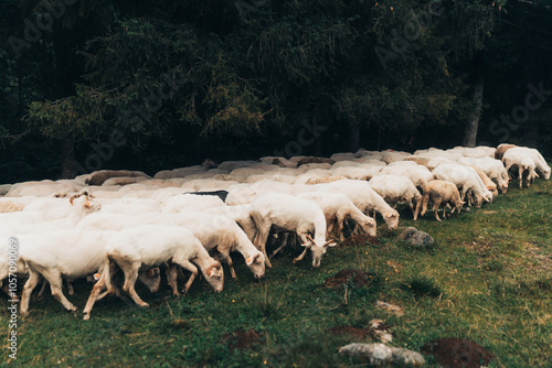 flock of sheep in a field
