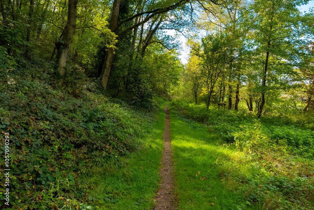 path through a forest with trees and bushes. The path is lined with green grass and leaves path through a forest with trees and bushes. The path is lined with green grass and leaves