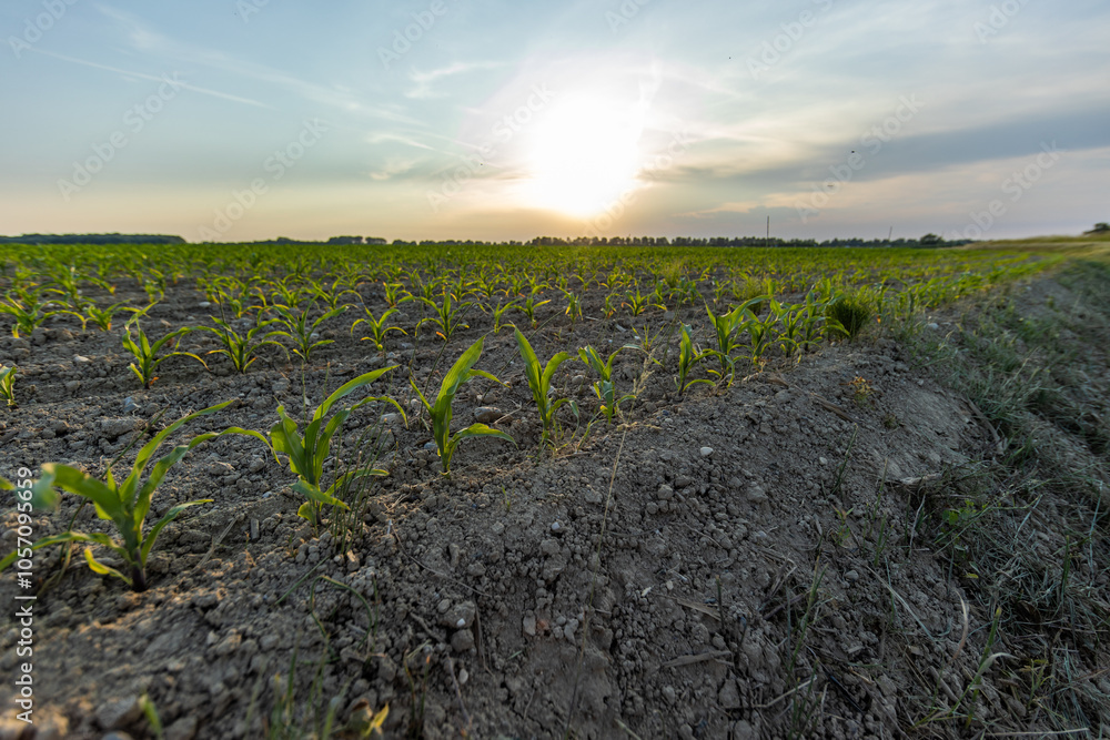 vista panoramica di un campo agricolo in una zona di pianura, con tantissime giovani piante di mais, dalle foglie verdi, al tramonto, in primavera