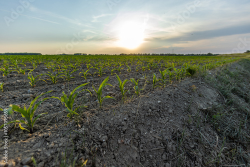 Obraz na płótnie vista panoramica di un campo agricolo in una zona di pianura, con tantissime giovani piante di mais, dalle foglie verdi, al tramonto, in primavera w salonie