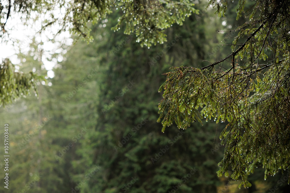dettagli di alcuni rami di un albero di conifere con aghi verdi, alberi e bosco su sfondo sfuocato