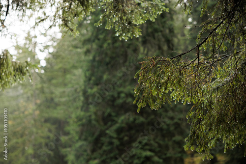 Obraz na płótnie dettagli di alcuni rami di un albero di conifere con aghi verdi, alberi e bosco su sfondo sfuocato w salonie