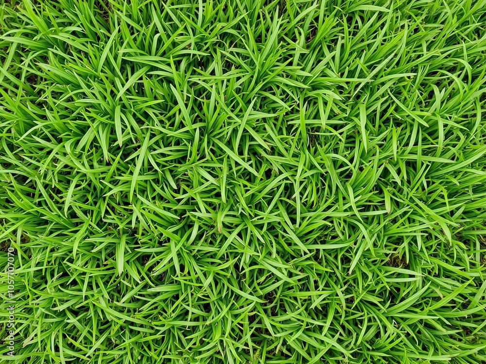 Lush green grass background perfect for nature or outdoor themes, greenery, relaxing Lush green grass background perfect for nature or outdoor themes, greenery, relaxing