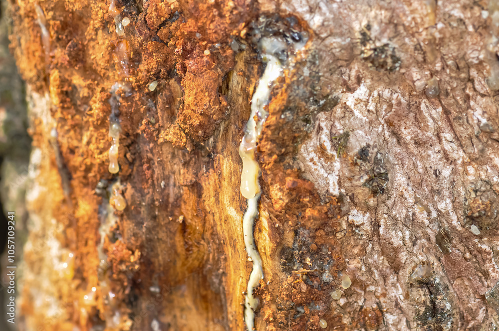 Εκτύπωση καμβά White rubber resin on tree bark.