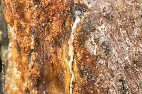 White rubber resin on tree bark. photo