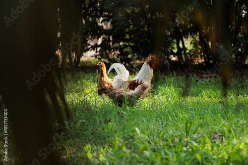 Cuadro en lienzo gallo grande ed adulto dal piumaggio chiaro insieme ad altre galline che razzola