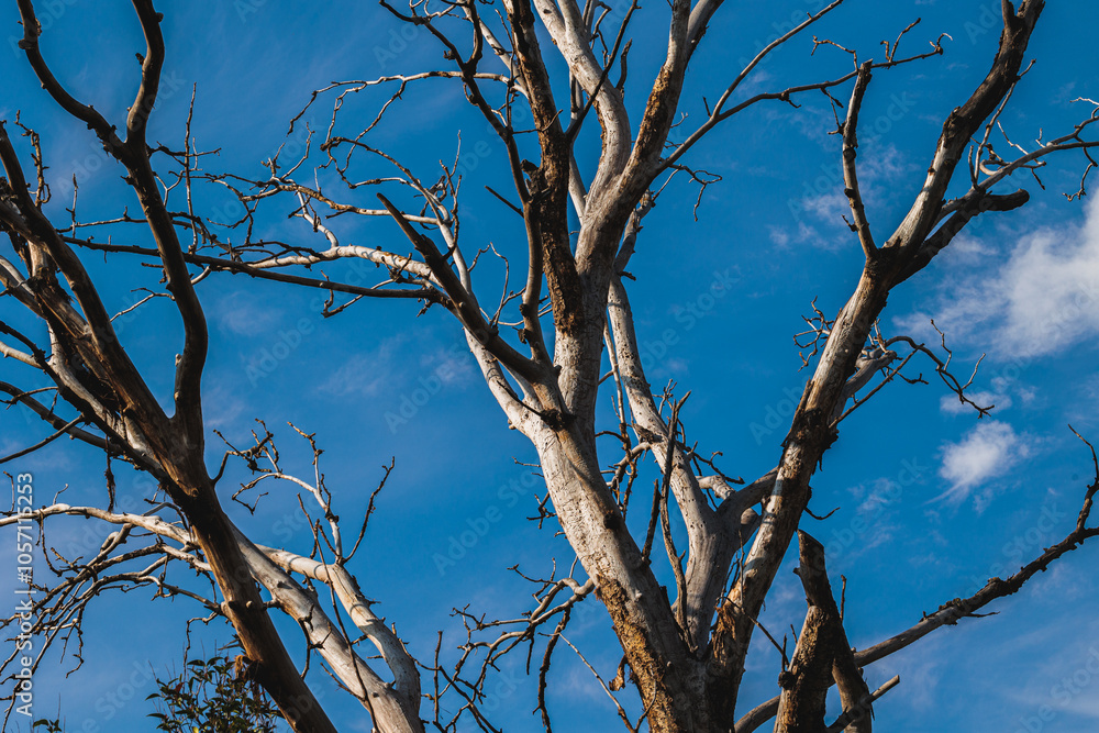 rami secchi e spogli di un grande albero, visto dal basso, con cielo azzurro sullo sfondo, di giorno