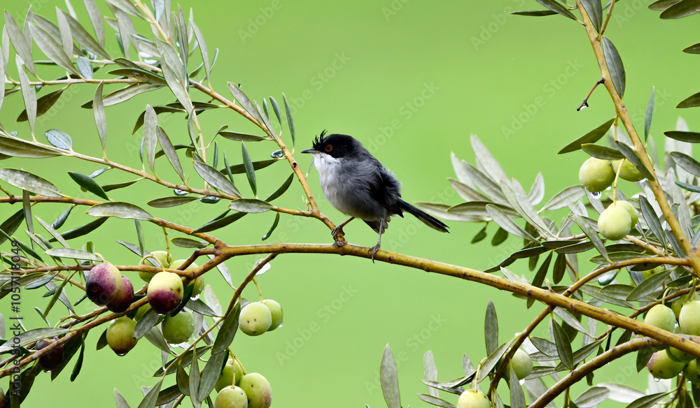 Fototapeta premium Sardinian warbler Sylvia melanocephala. Sardinian Warbler Curruca