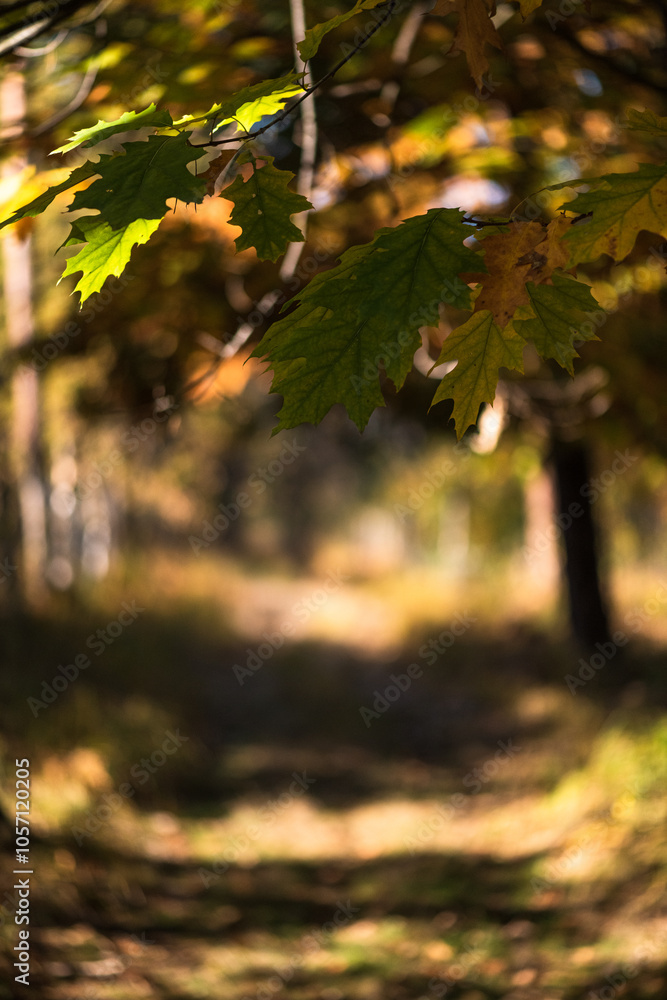 Scenic Autumn Forest with Blurred Trees and Foliage in Nature's Warm Palette Scenic Autumn Forest with Blurred Trees and Foliage in Nature's Warm Palette
