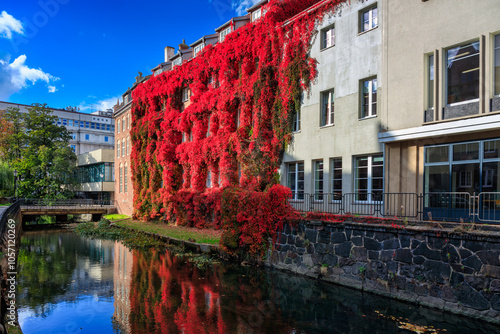 Autumn landscape of Gdansk with a wall covered with red ivy leaves. Poland