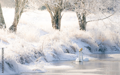 Whooper swan in Swedish winter lake.