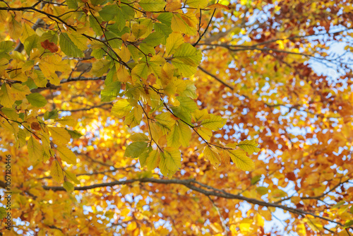 dettagli in primo piano dei rami di un albero con foglie dai colori autunnali, di giorno, in autunno, illuminate dal sole