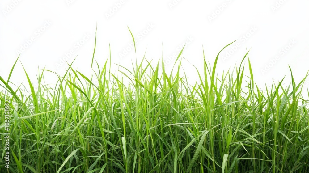Fototapeta premium A field of green grass with no other objects in the foreground