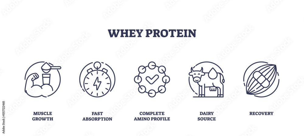 Obraz premium Whey protein icons depict muscle growth, fast absorption, and recovery. Outline icons set.