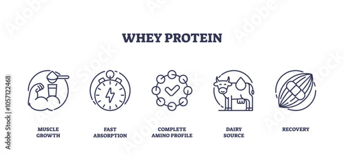 Whey protein icons depict muscle growth, fast absorption, and recovery. Outline icons set.