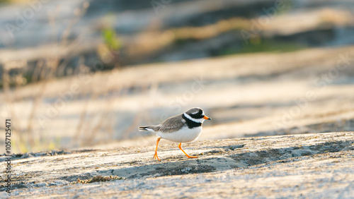 strandpipare, bird, plover, 