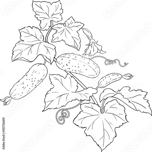 Cucumber Plant with Flowers and Leaves Outline Illustration. Organic natural nutritional healthy food ingredient, vegetarian diet product. 