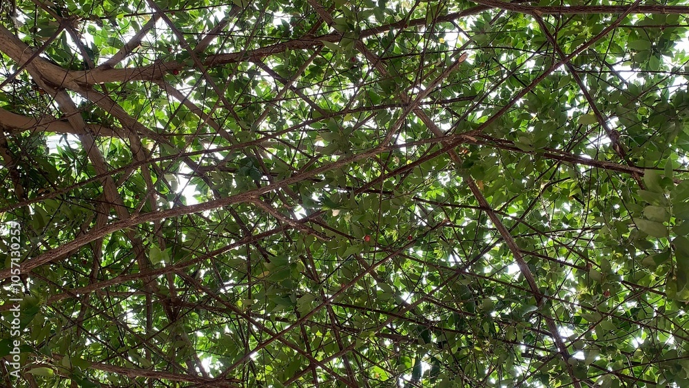 Beneath the Shade Finding Peace Under a Tree Beneath the Shade Finding Peace Under a Tree