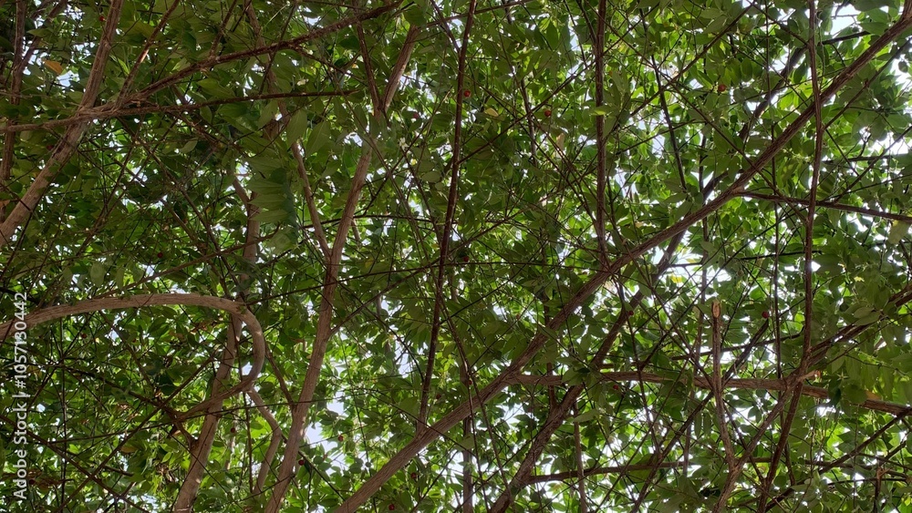 Beneath the Shade Finding Peace Under a Tree Beneath the Shade Finding Peace Under a Tree