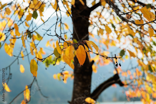 vista macro delle foglie dai colori autunnali sui rami di un albero, illuminate dalla luce brillante del sole del mattino, con sullo sfondo una montagna sfuocata photo