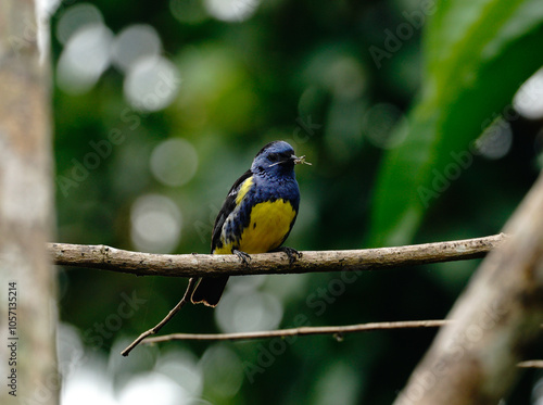 Blue yellow bird perched on a branch