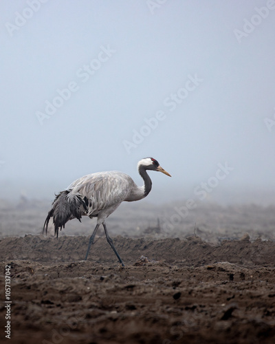 Cranes in a field in the fog