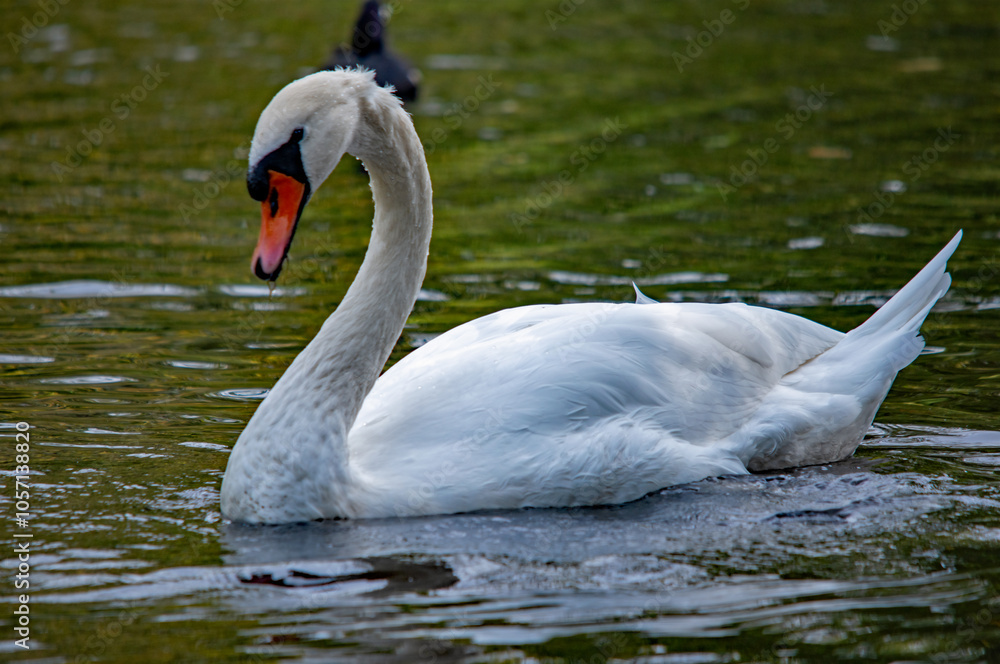 Obraz premium Majestätischer Schwan schwimmt auf dem Wasser