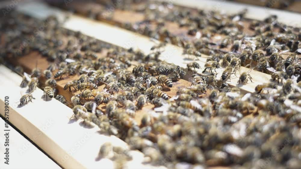 Hundreds of honey bees working and sitting on top of a 10 frame langstroth beehive in spring Hundreds of honey bees working and sitting on top of a 10 frame langstroth beehive in spring
