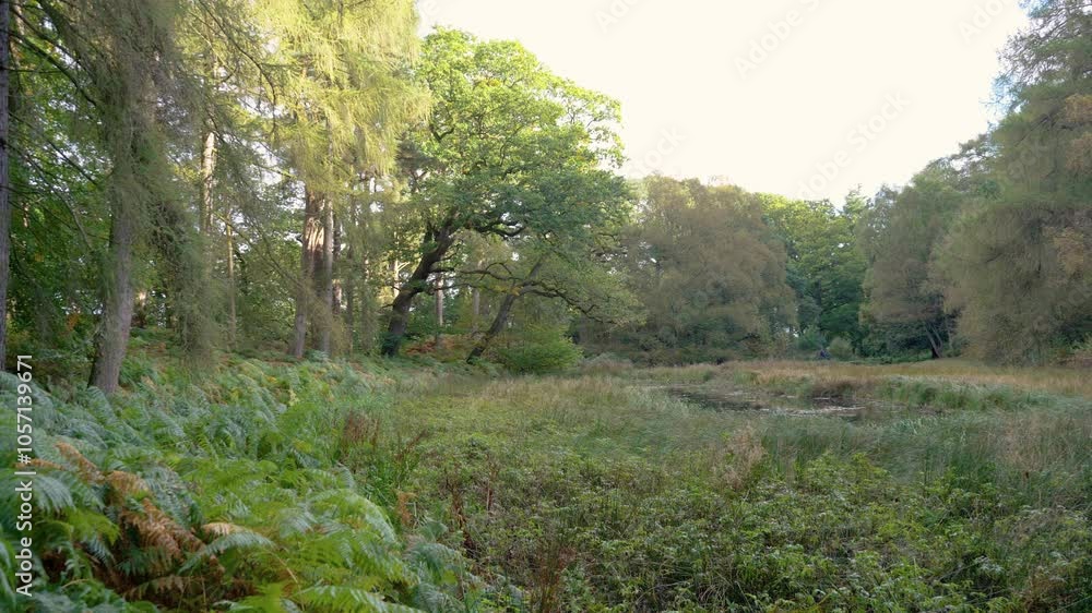 A serene forest clearing with dense greenery and tall trees in daylight A serene forest clearing with dense greenery and tall trees in daylight
