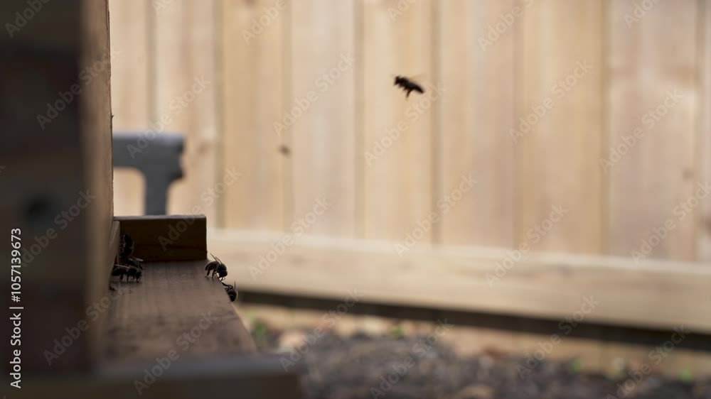 Profile view of honey bees landing and taking off from a beehive to go forage for pollen and nectar in the spring Profile view of honey bees landing and taking off from a beehive to go forage for pollen and nectar in the spring