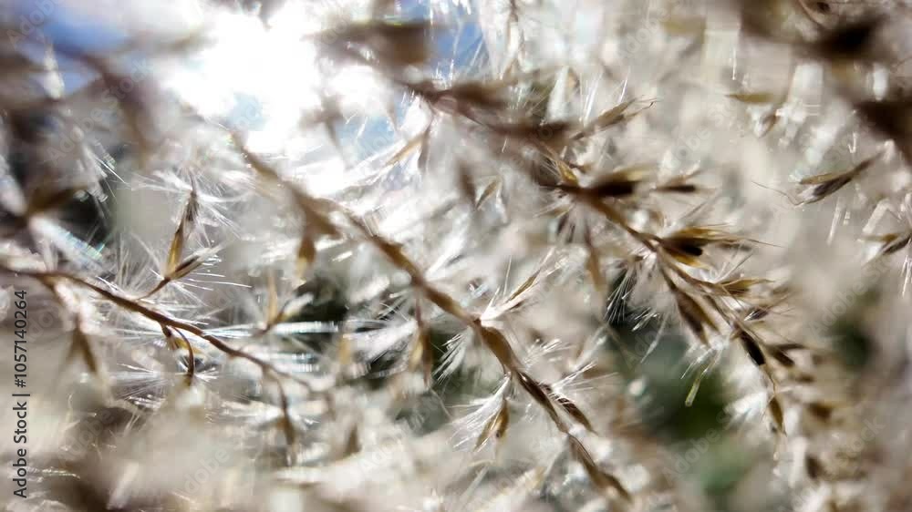 A close-up photograph of feathery stems, silver grass. A close-up photograph of feathery stems, silver grass.