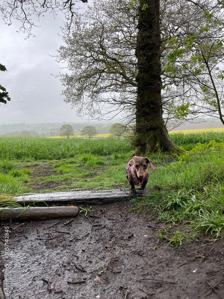 Dachshund on a Misty Woodland Path in the British Countryside – Exploring Nature on a Damp, Overcast Day Dachshund on a Misty Woodland Path in the British Countryside – Exploring Nature on a Damp, Overcast Day