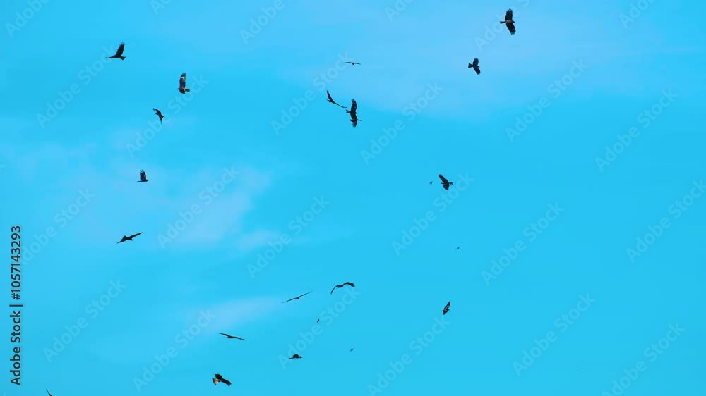 Flock of predator birds flying in the blue sky. Eagle, hawk or vulture species