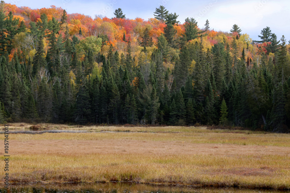 Fototapeta premium Stunningly brilliant fall foliage along the Mizzy Lake Trail in Algonquin Provincial Park Ontario Canada