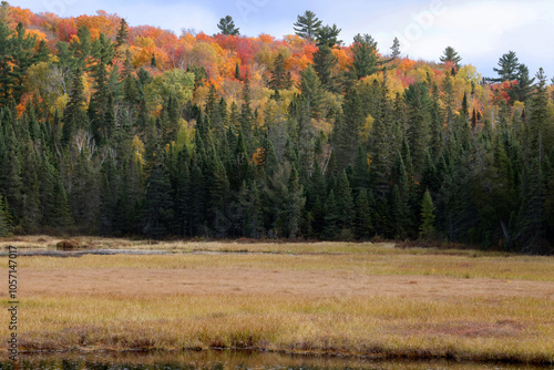 Stunningly brilliant fall foliage along the Mizzy Lake Trail in Algonquin Provincial Park Ontario Canada