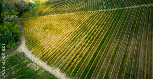 Panoramic view from above of vineyards in the rolling hills of the Langhe in Piedmont, Italy. Aerial view