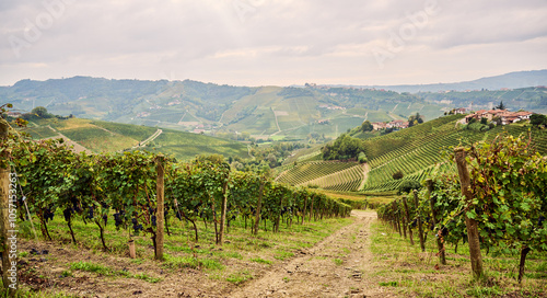 Fresh grape vineyards on the hills of Langhe, in the villages near the city of Barolo, Piedmont, Italy on a day in October, in autumn.