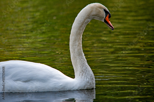 Ein weißer Schwan schwimmt auf dem Wasser photo