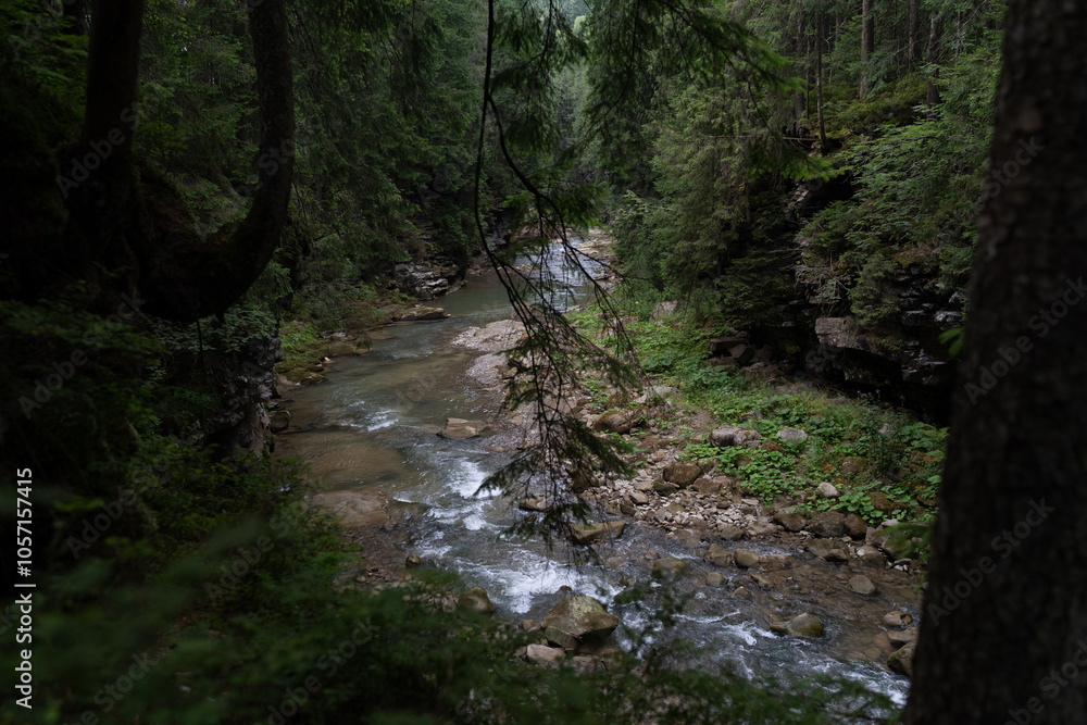 stream in the forest stream in the forest