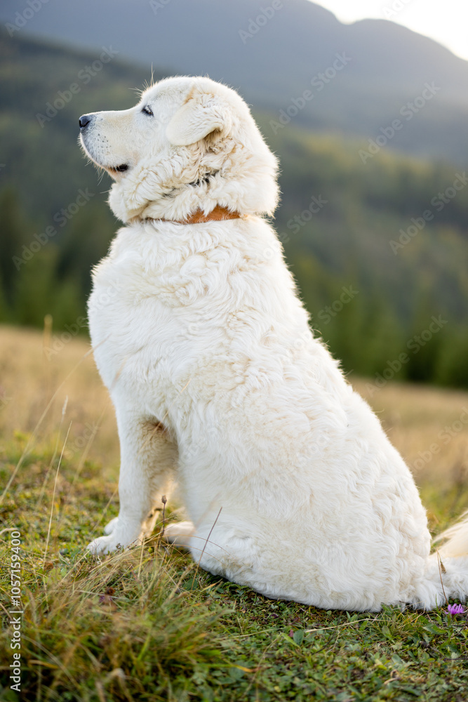 Profile portrait of the Italian shepherd Marema sitting on the slope of the Carpathian Mountains. Its white fur stands out against the background of the natural landscape Profile portrait of the Italian shepherd Marema sitting on the slope of the Carpathian Mountains. Its white fur stands out against the background of the natural landscape