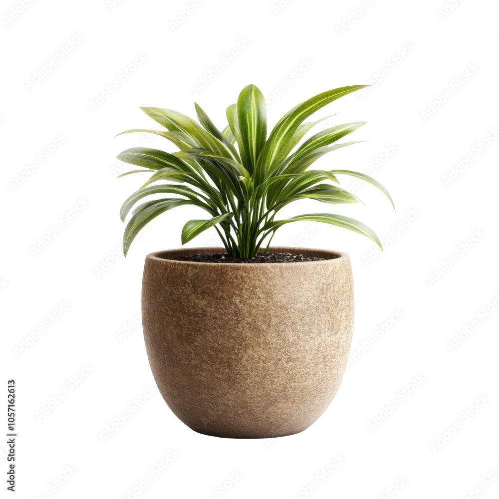 Enhance Your Space with Lush Indoor Plants for a Serene and Inviting Atmosphere Enhance Your Space with Lush Indoor Plants for a Serene and Inviting Atmosphere