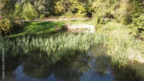 A beautiful lake in the park overgrown with reeds.