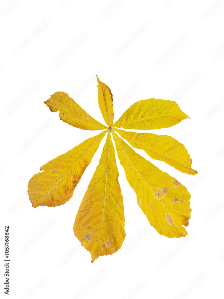 Golden leaf from a chestnut tree Golden leaf from a chestnut tree